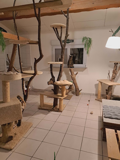 Pension Amour De Chiens, Marseille